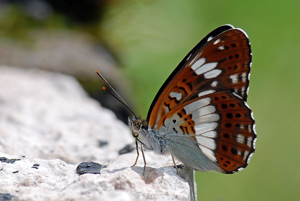 Limenitis camilla del Vicentino